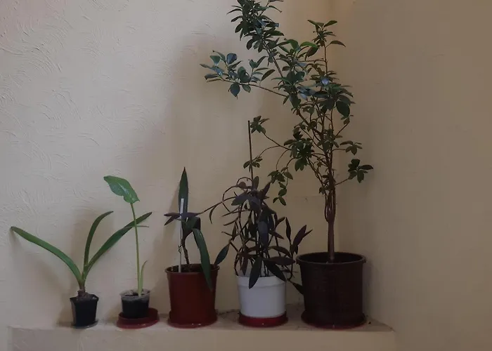 75 Katerynyns'ka Street Odessza